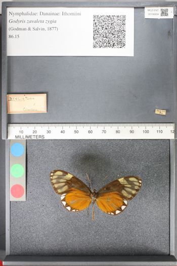 Media type: image;   Entomology 106834